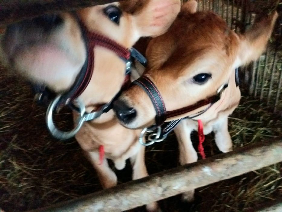 Недоуздок для усмирения теленка  быка джерсейская голштинская абердин