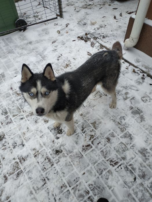 Вязка хаски кобель семь лет