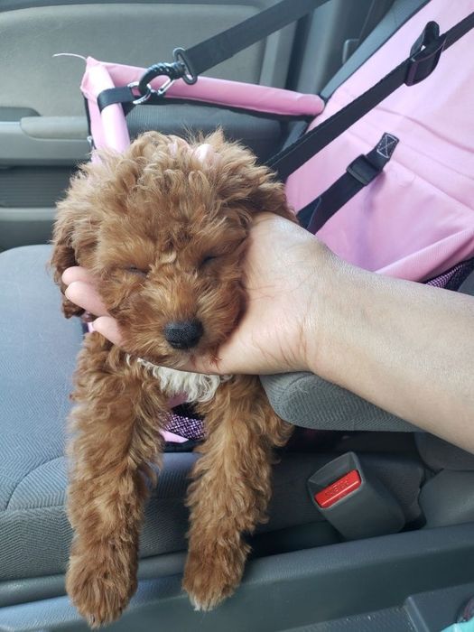 Маленький той пудель для великої любові