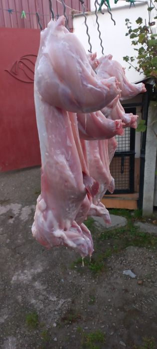 мясо домашнього  кролика