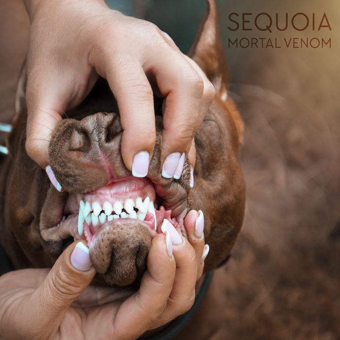 ТОП!!  Цуценя американського пітбультерєра, пітбуль, пит