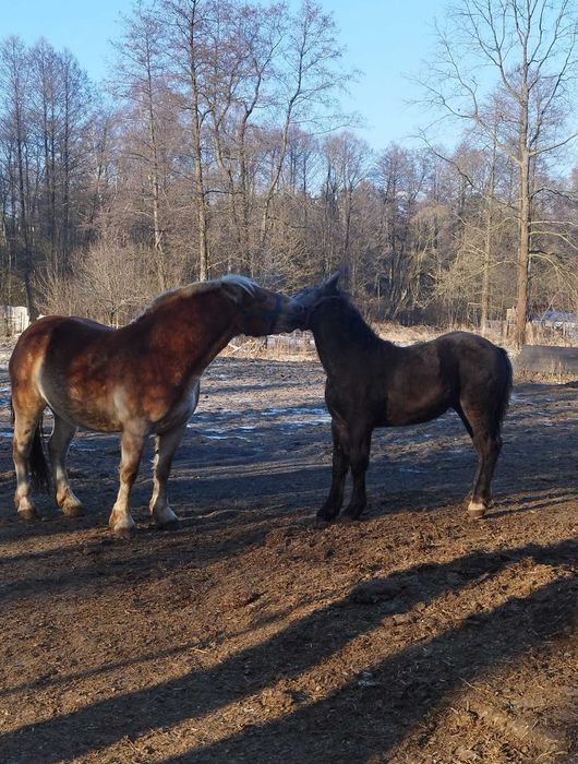 Sprzedam siwego ogierka zimnokrwistego