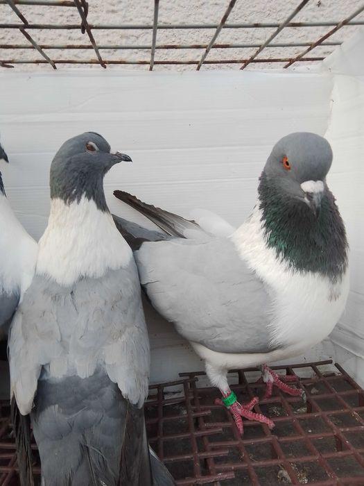 Gołębie ozdobne strassery niebieskie