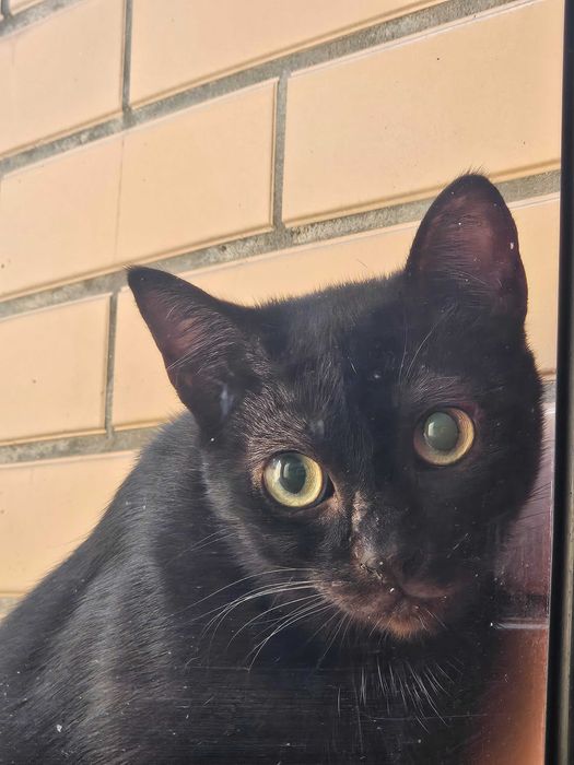 Gata de rua a precisar de um lar.