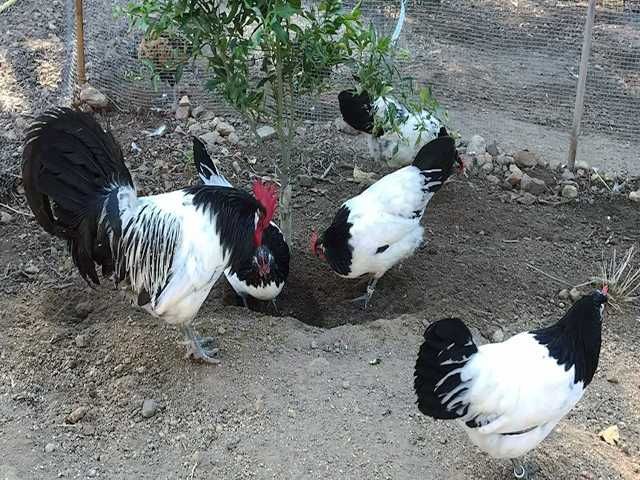 Інкубаційне яйце.(Курчата) Лакенфельдер. Птиця.
