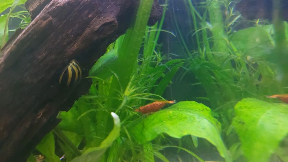 Krewetki red cherry młode