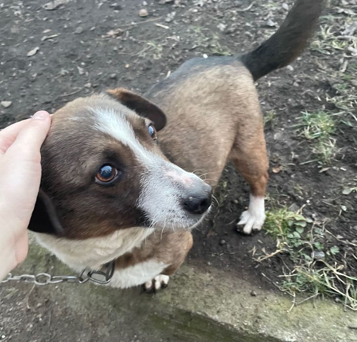 Загубилась собака