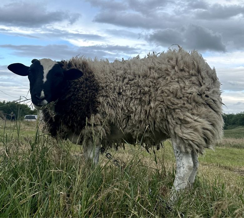 Баран на племя. Кросс дорпер, баран дорпер f1