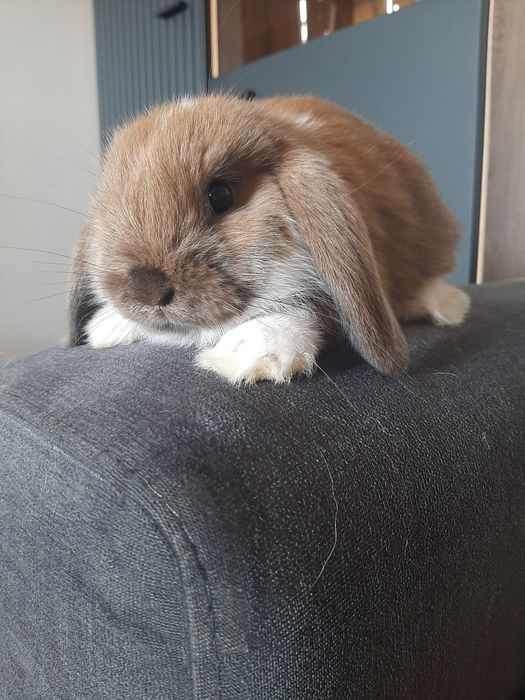 Króliki baranek miniaturka karzełek mini lop.PROMOCJA z króliczej Nory. 250zł.