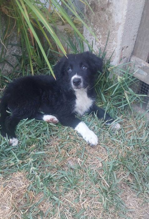 Border collie preto e branco