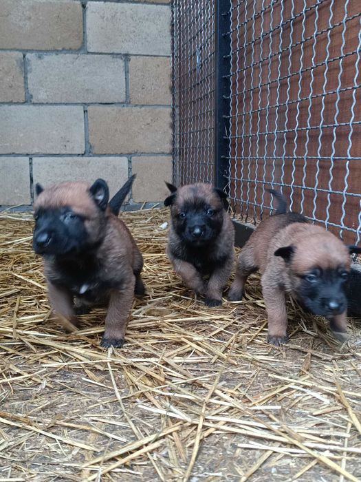 малінуа документи всі впорядку