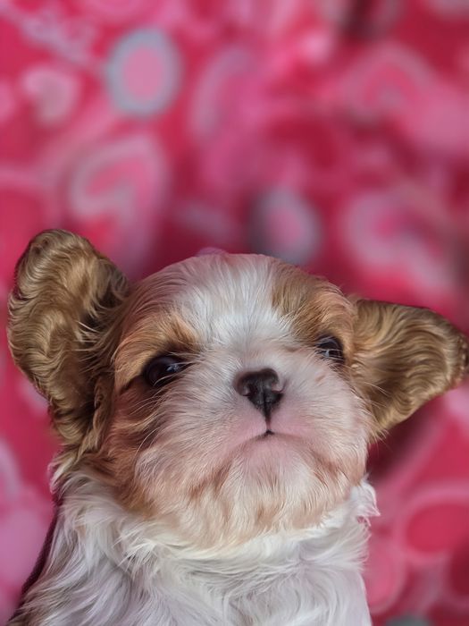 Cavalier King Charles Spaniel FCI suczka blenheim