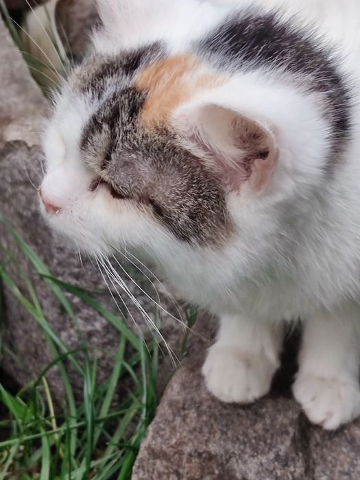 Кошеня дівчинка 8 місяців.