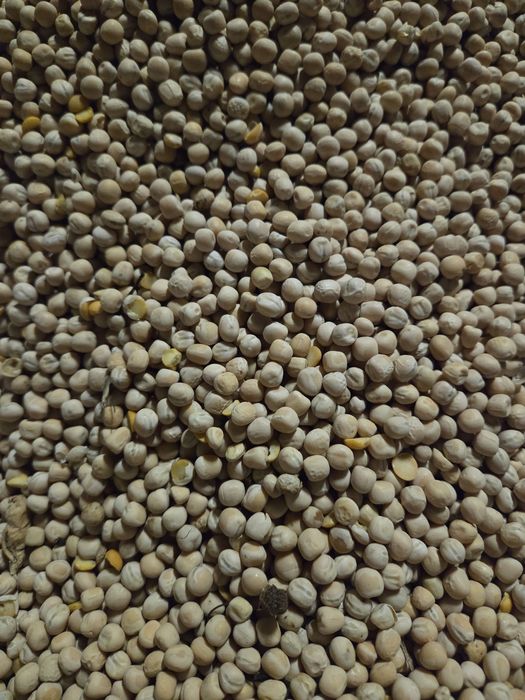 Groch jary astronaute, batuta gryka 2025