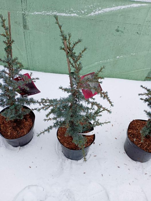 Штамбові та видові  хвойні рослини.Працюємо всесезонно.