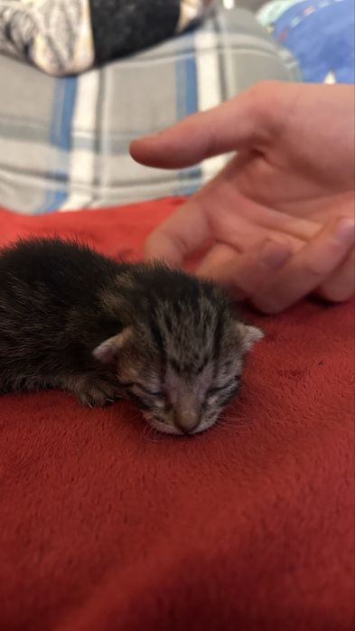 Gato bebé para adoção