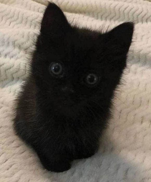 Котята милые малыши