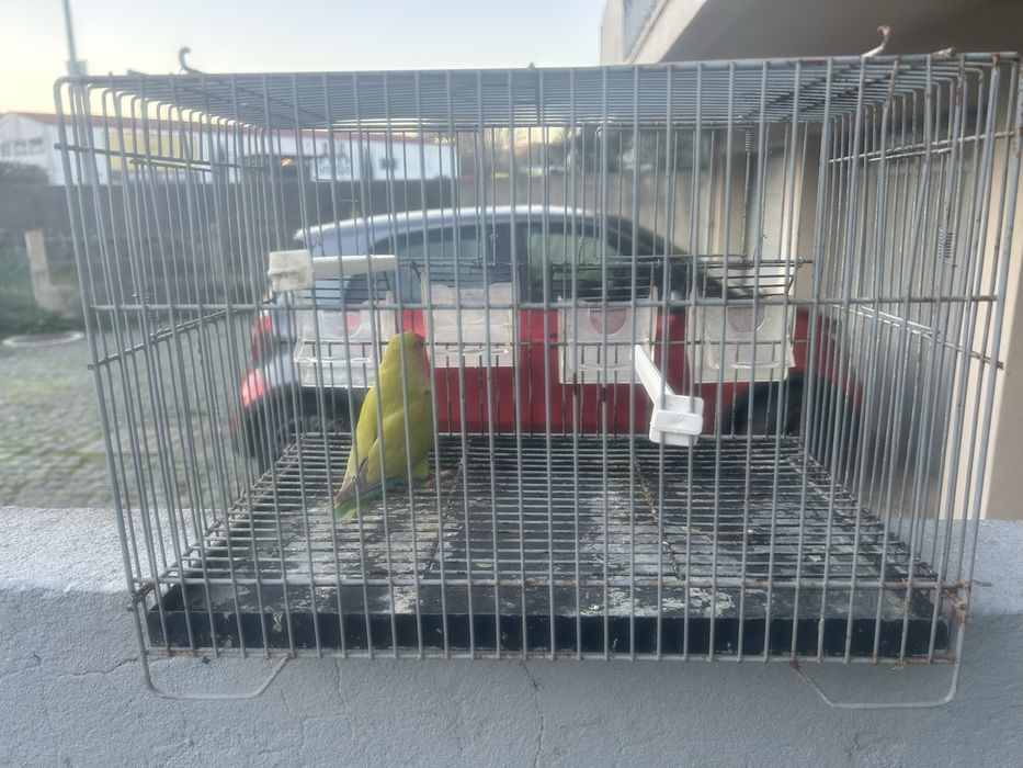 Agaporni e Periquitos