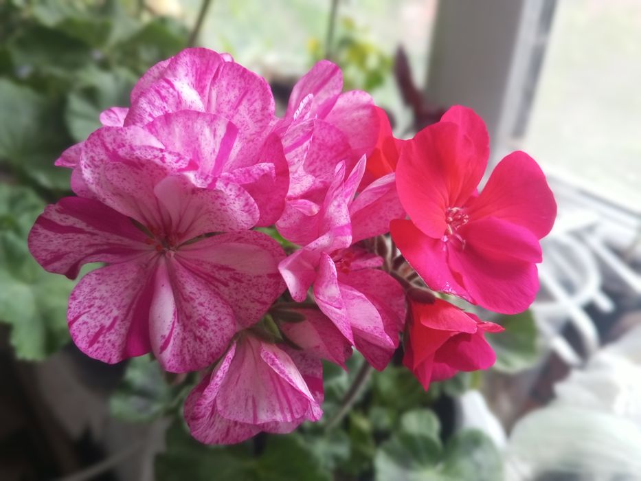 Пеларгонія королівська,зональна,ампельна