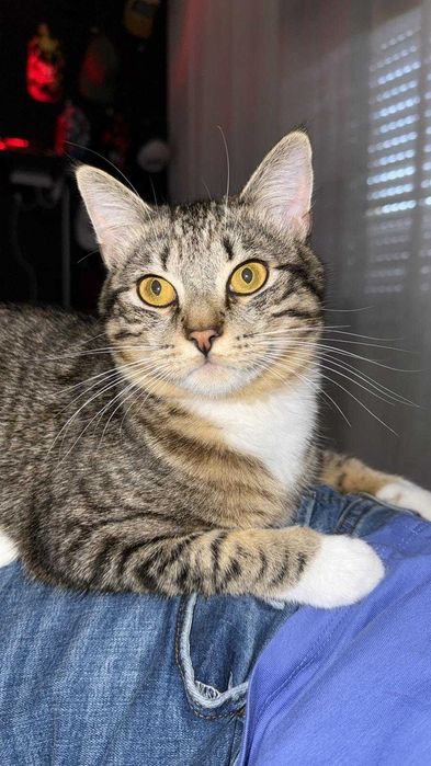 Adoção , responsável