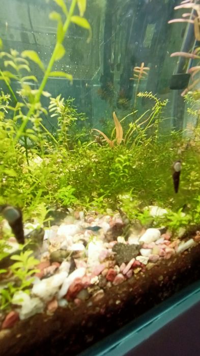Camarões azuis Neocaridinas Blue Dream