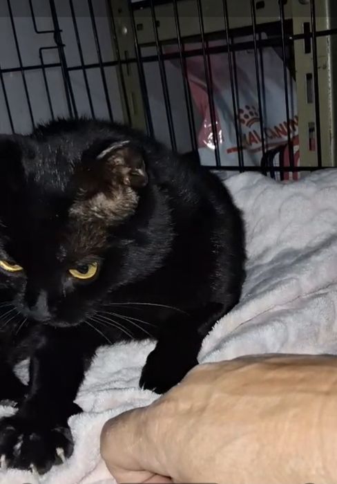 Gatinha com 1 aninho para adopção responsável