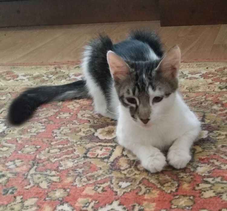 Акана - красуня, метиска Турецької ангори