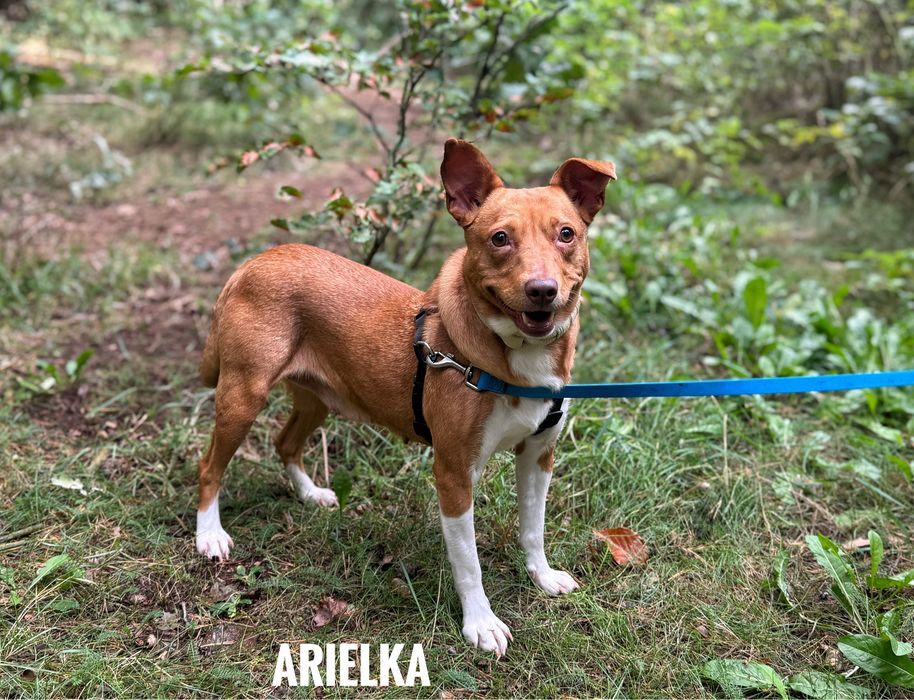 1,5 roczna suczka Arielka do adopcji