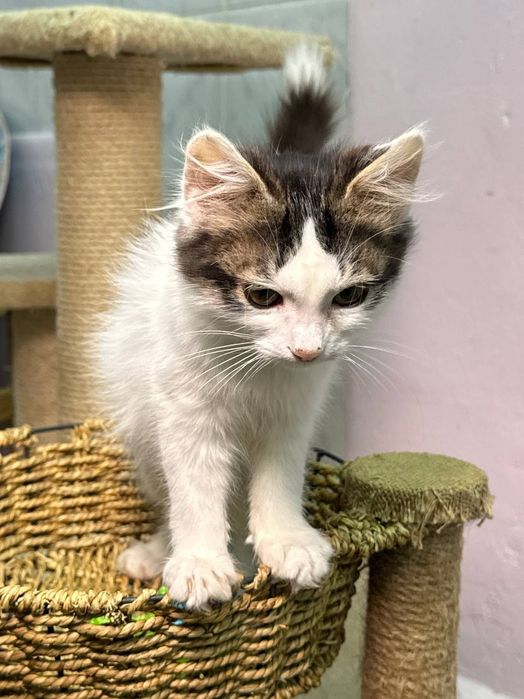 Очень красивые котята в ответственные руки