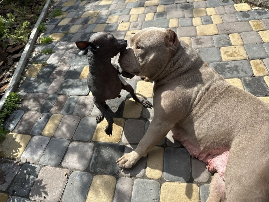 Ксолоитцкуинтли мини ( Мексиканская голая ) Ксоло