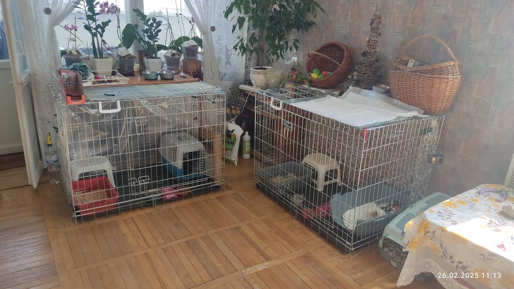 Готель домашній для котів