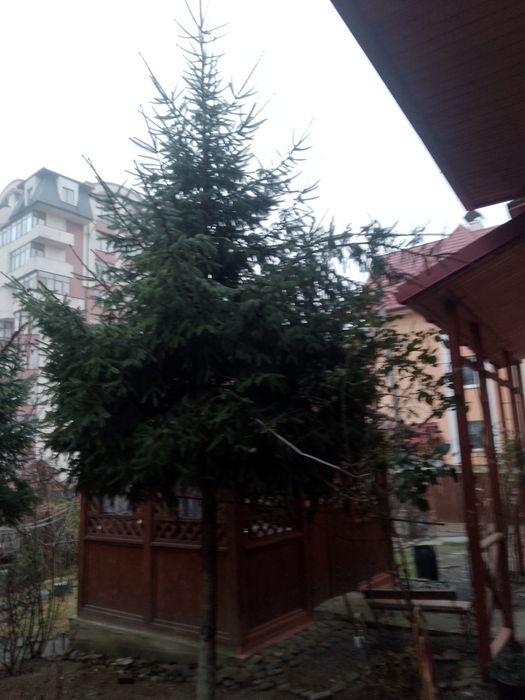Продам вирощену ялинку.