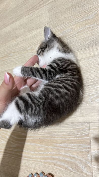 Котенок, тигровый мальчик в добрые руки