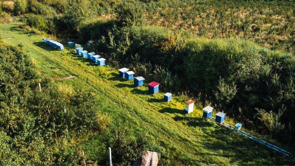 Продаж аграрного бізнесу / персиковий сад