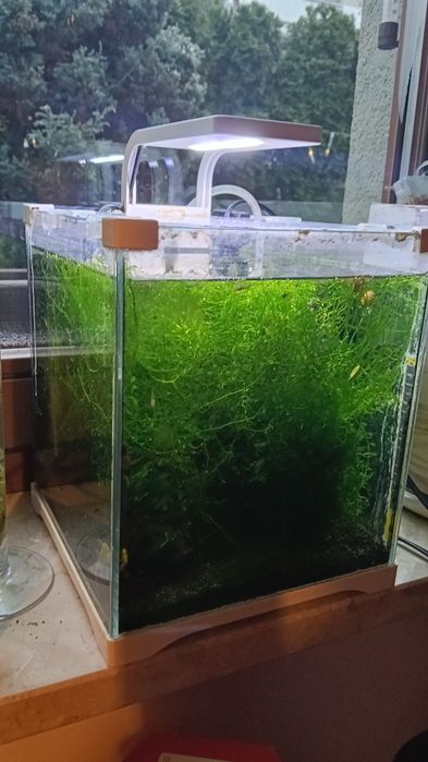 Kostka akwarium z krewetkami i roślinami