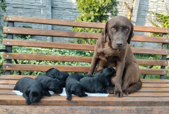 Лабрадор Ретривер чорні та шоколадні цуценята