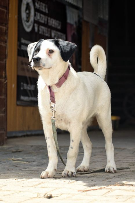 Mieszaniec labradora,szczeniak, adopcja za darmo oddam