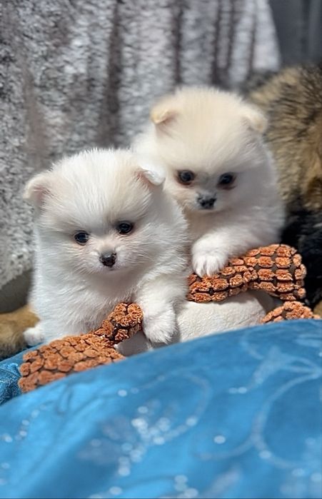 Померанськи цуценята