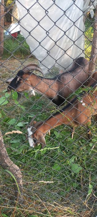 Коза нубійська 50%