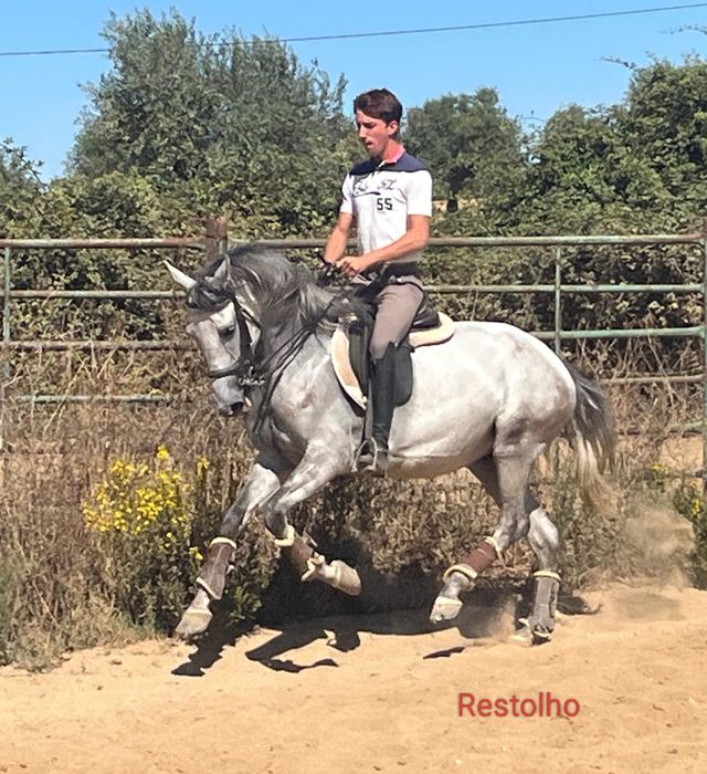 Cavalo lusitano bom para equitação de trabalho