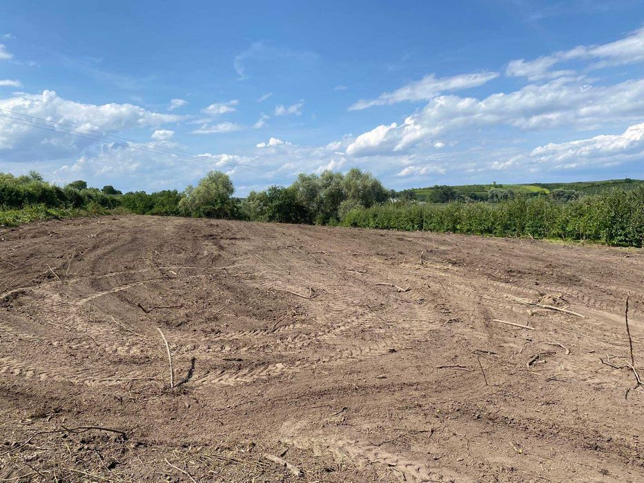 Wycinka Drzew Sadów Lasów Samosiejek za pozyskany materiał
