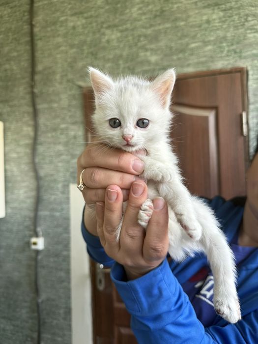 Дуже гарні кошенята Чернівці
