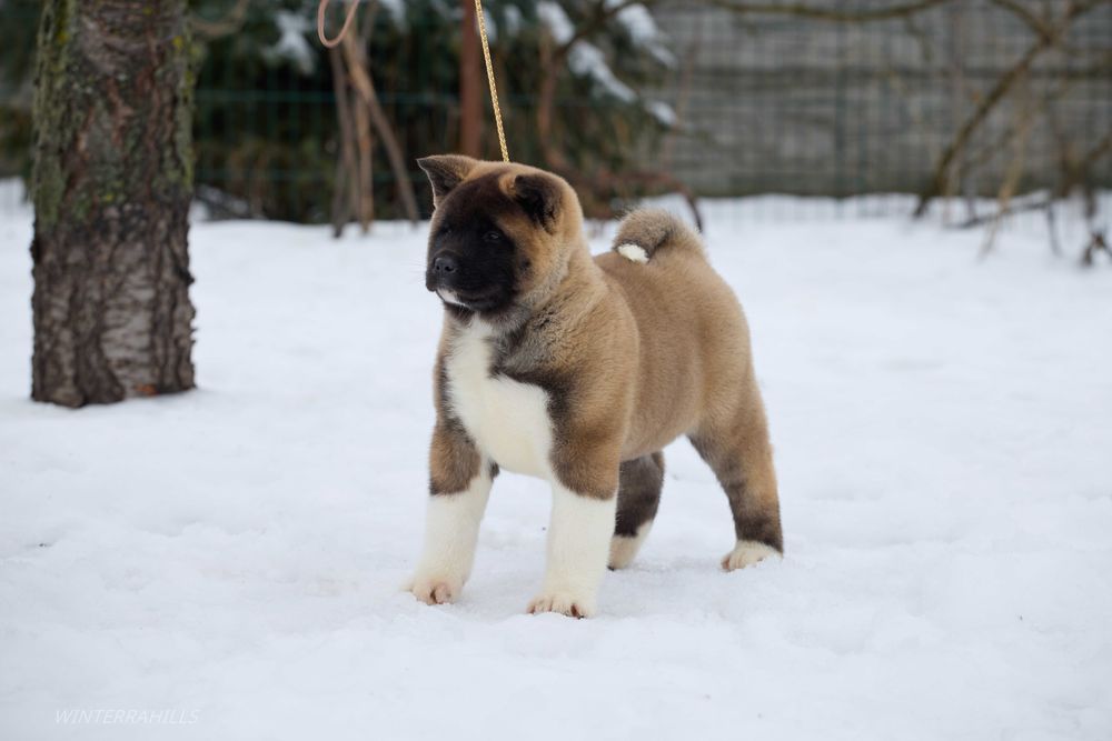 Вищий клас! Американська Акіта