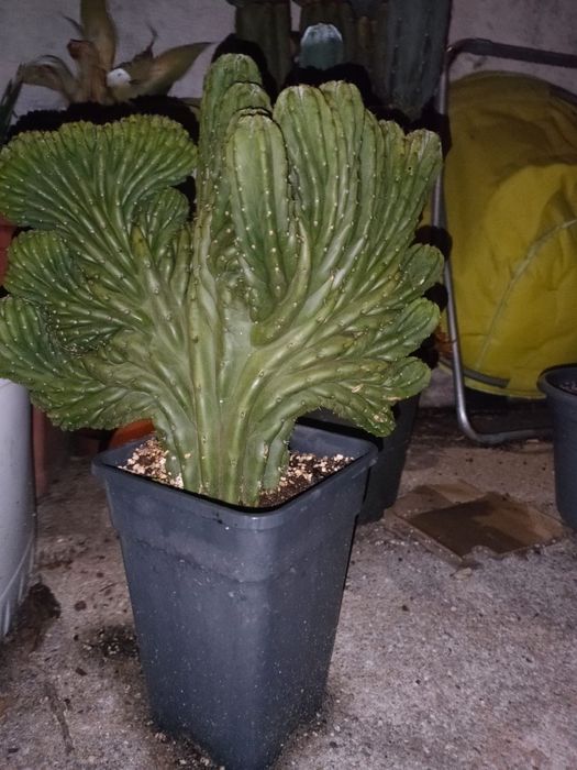 Cactos San Pedro. "cristata" cactos sagrados/sacred cactus)