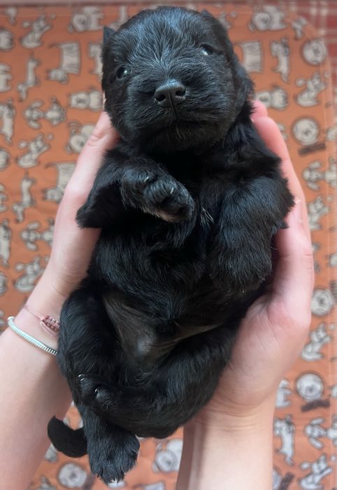 Sznaucer Miniaturowy FCI ZKwP gotowy do odbioru