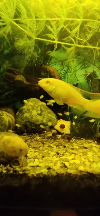 Pelvicachromis pulcher kribensis albino
