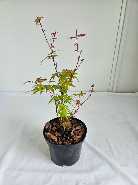 Klon palmowy bonsai ‘Phoenix’ 40 cm donica 2L