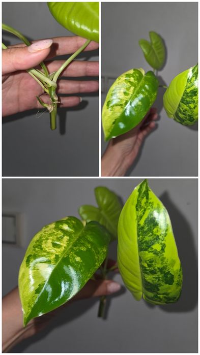 Filodendron burle max variegata