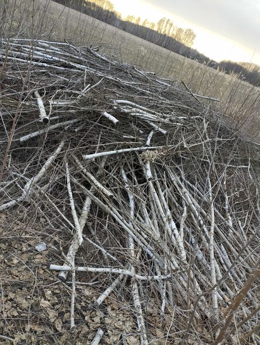 Oddam duża ilość dwuletnich gałęzi brzozy i olchy, odbiór Gawłowo