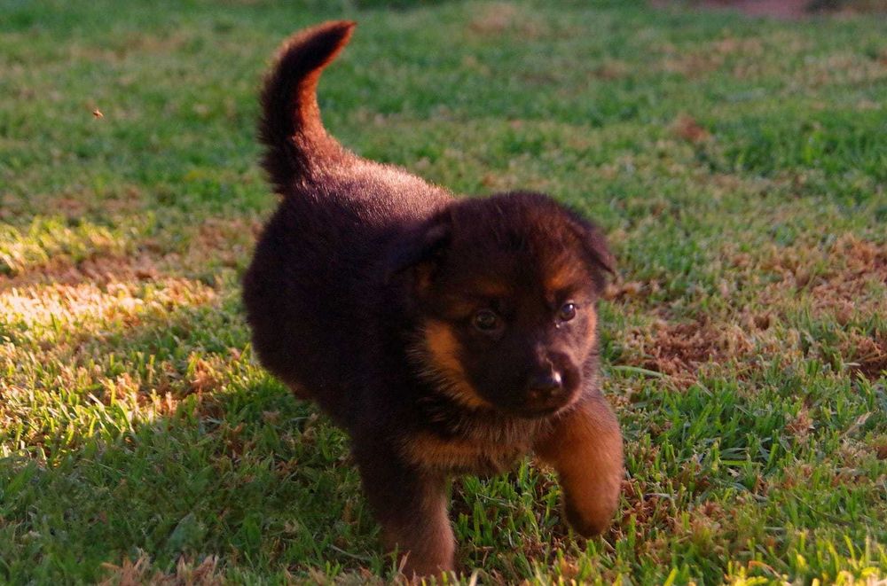 Cachorra Pastor Alemão de Qualidade